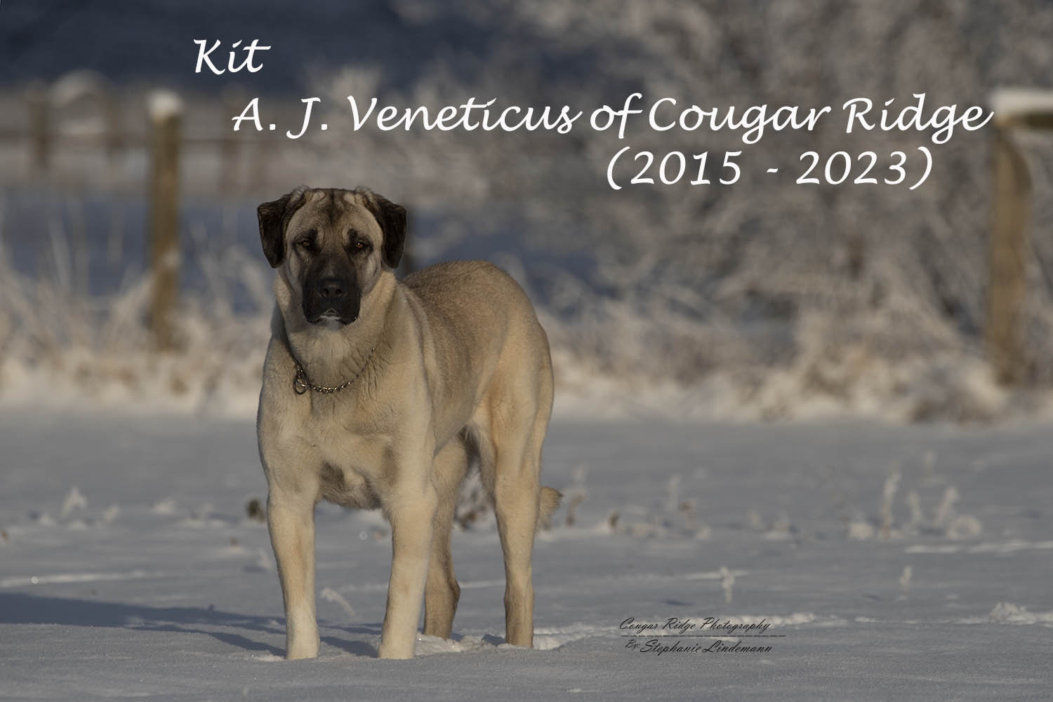 Anatolian Shepherd Dog - Cougar Ridge Anatolians
